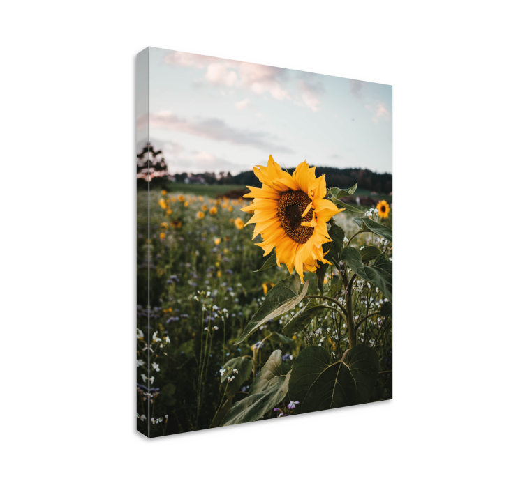 Zonnebloemveld Canvas schilderij bloemen en planten - TenStickers