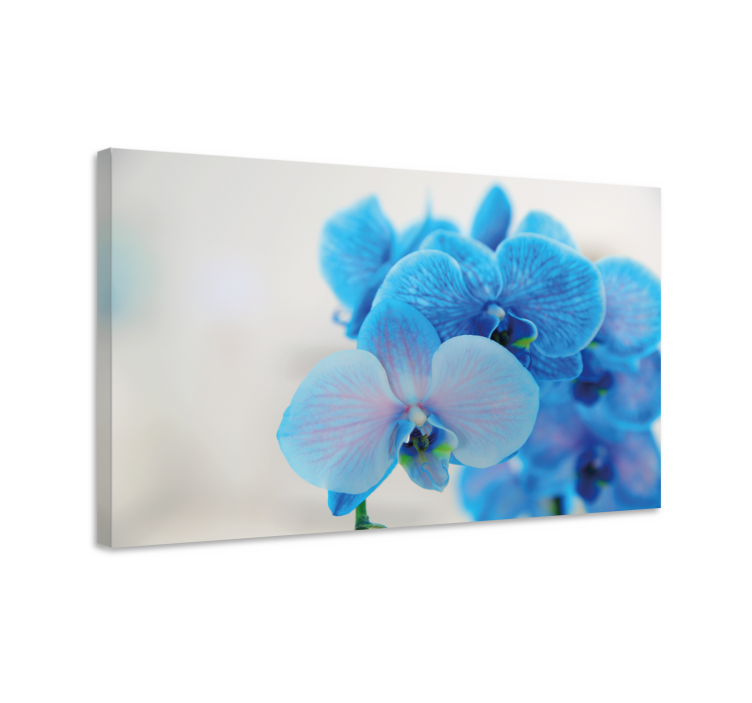 Canvas schilderij bloemen en planten blauwe orchideeën - TenStickers