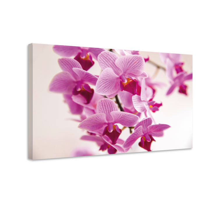 Canvas schilderij bloemen en planten delicate orchideeën - TenStickers