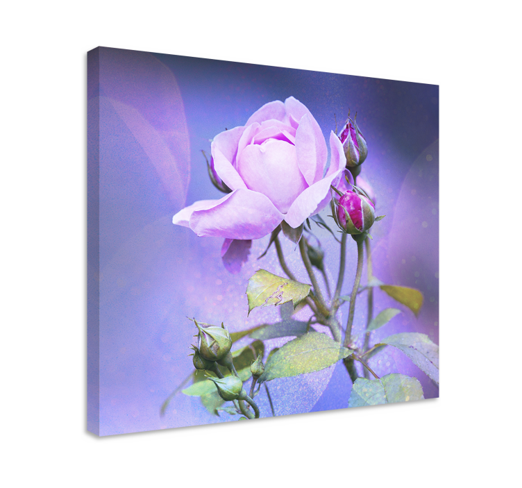 Canvas schilderij bloemen en planten roze bloeiende roos - TenStickers