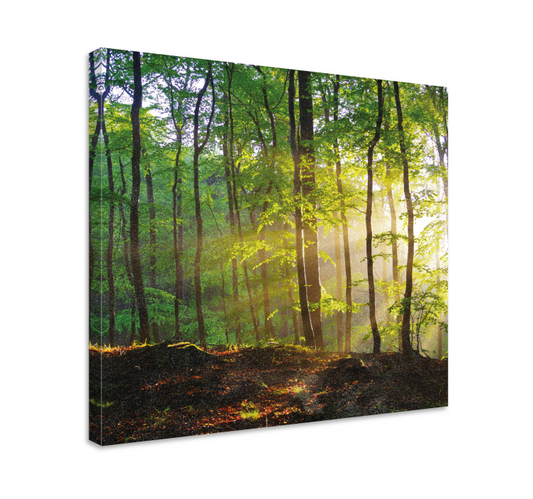Zonnig boslandschap Canvas bomen - TenStickers
