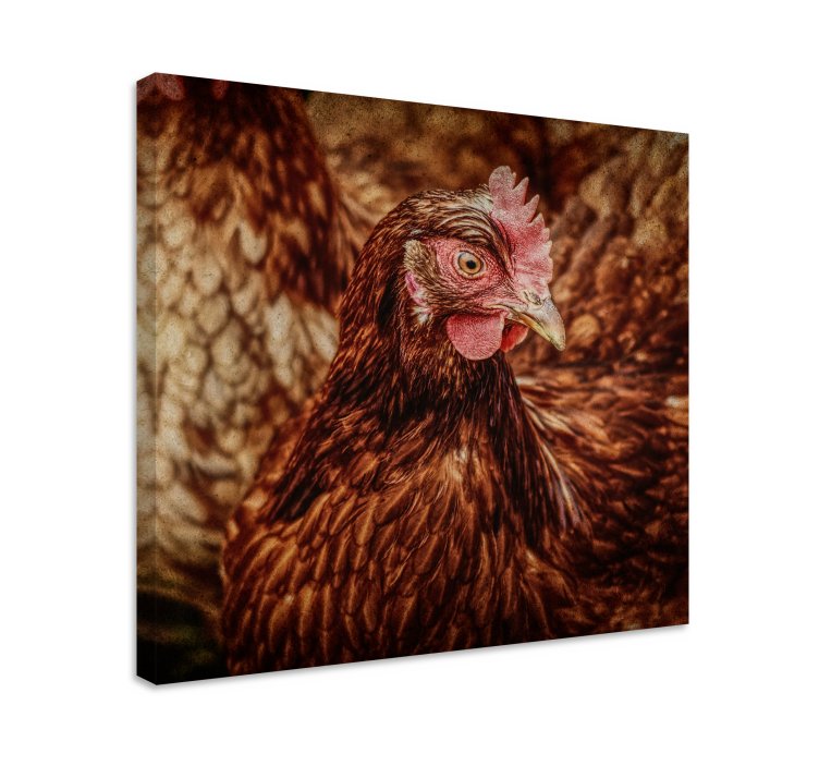 Canvas schilderij vogels Serieuze bruine kip - TenStickers