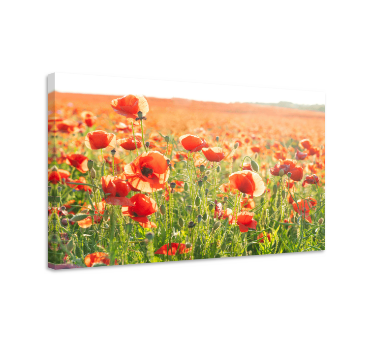 Canvas schilderij bloemen en planten veld van klaprozen - TenStickers