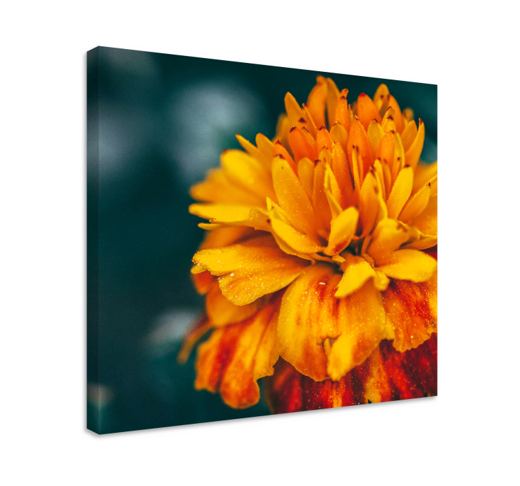 Canvas schilderij bloemen levendige oranje bloesem - TenStickers