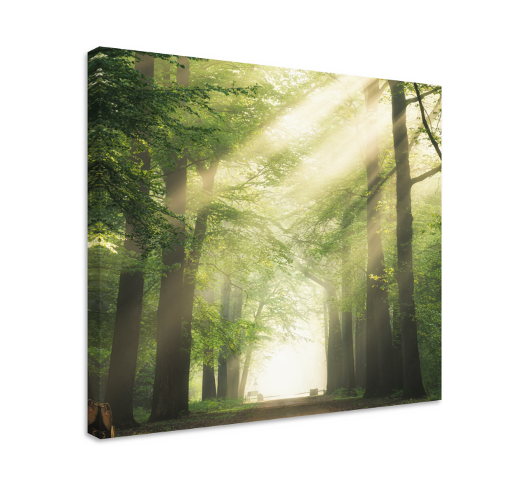 Mistig bospad Canvas bomen - TenStickers