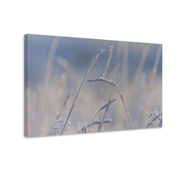 Canvas schilderij bloemen en planten frosty grass stelen - TenStickers