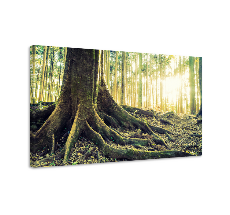 Majestueuze wortels Canvas bomen - TenStickers