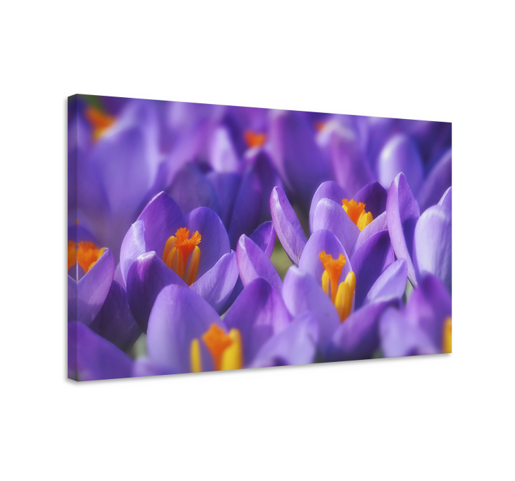 Canvas schilderij bloemen en planten kleurige crocus bloemen - TenStickers