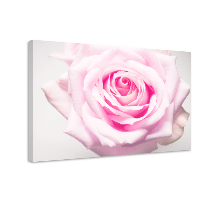 Canvas schilderij bloemen en planten blush rozenbloem - TenStickers