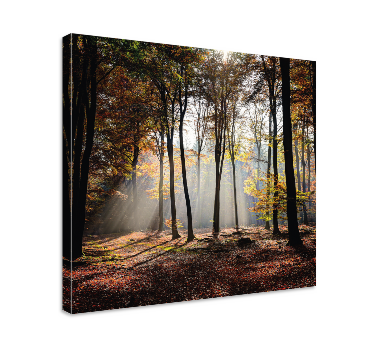 Canvas landschap boslichtstralen - TenStickers