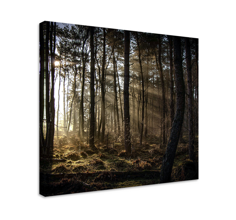 Betoverd boslandschap Canvas landschap - TenStickers