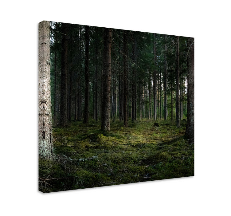 Canvas bomen serene diepten van het bos - TenStickers