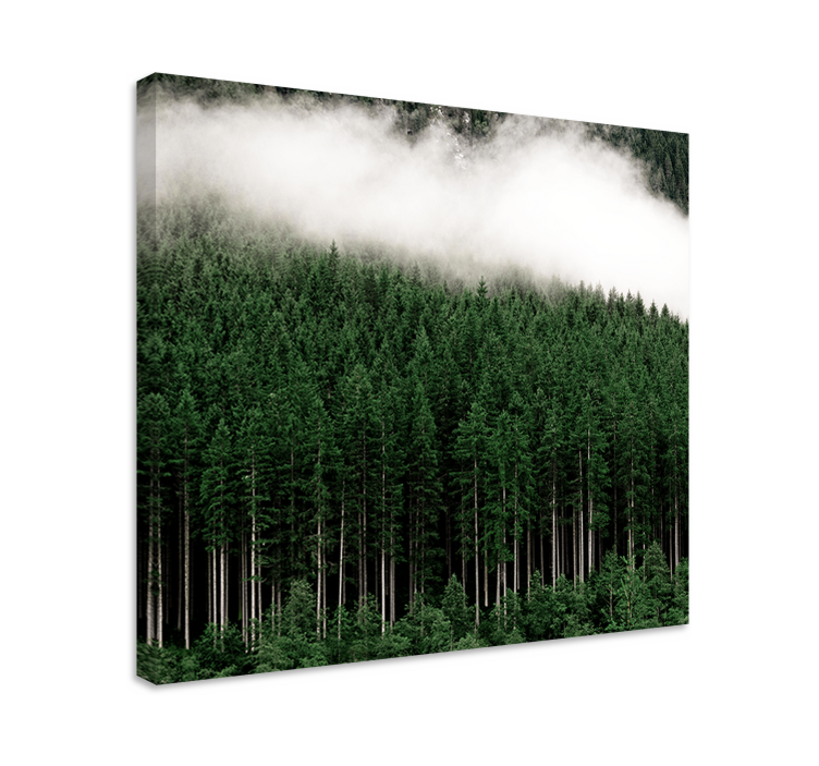 Canvas bomen mistige groene bos - TenStickers