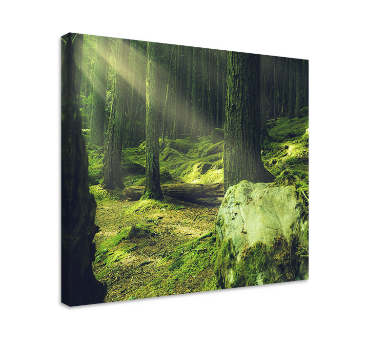 Canvas bomen zonovergoten bospad - TenStickers