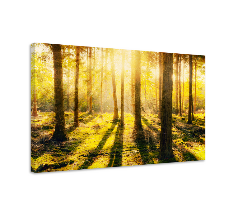 Canvas landschap zonnig boszicht - TenStickers