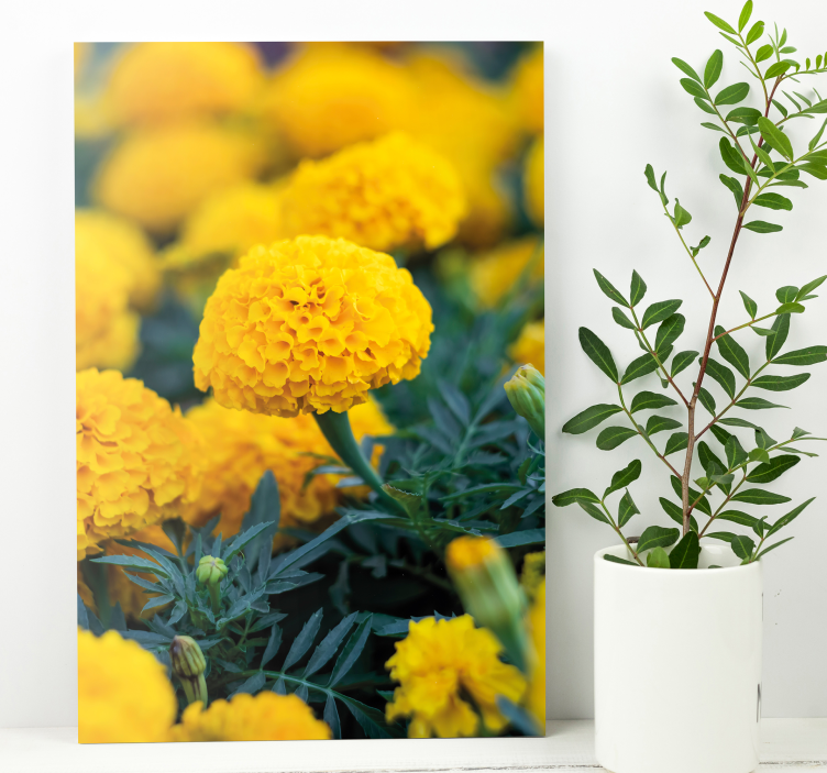 Canvas schilderij bloemen gele goudsbloemen - TenStickers
