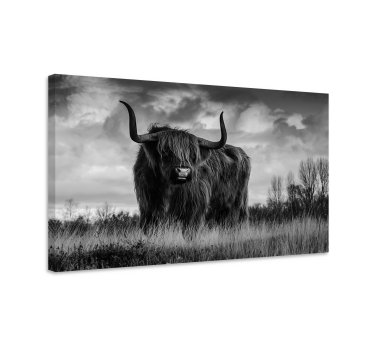 Zwart en wit hooglander canvas schilderij - TenStickers