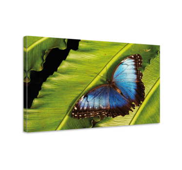 Canvas schilderij vlinder op blad - TenStickers