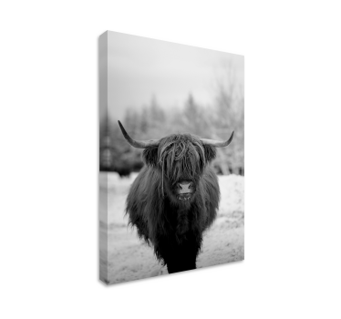 Canvas schilderij dieren highland cow portret - TenStickers