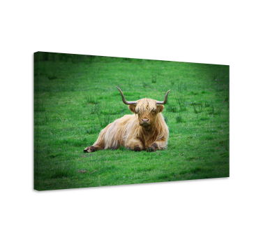 Canvas schilderij dieren hooglandrund rustend - TenStickers