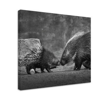 Canvas schilderij dieren diereninteractie met stekelvarken - TenStickers