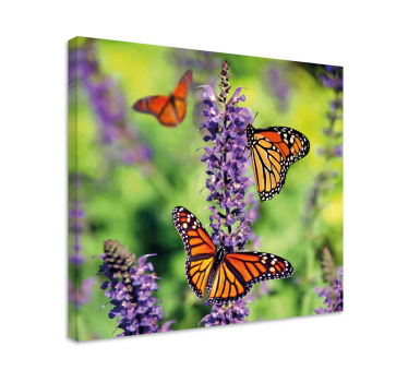 Canvas schilderij vlinder monarchvlinders bijeenkomsten - TenStickers