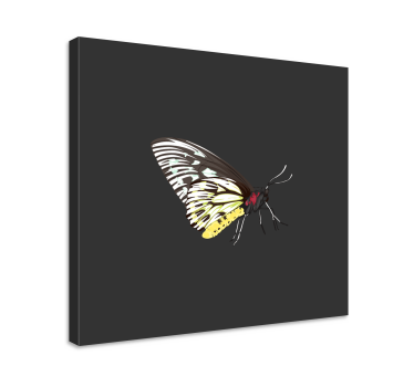 Canvas schilderij vlinder elegant vlinderprofiel - TenStickers