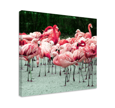 Canvas schilderij vogels flamingo's in een groep - TenStickers