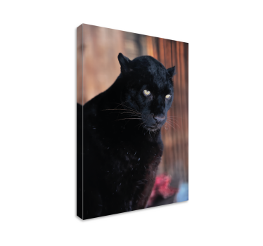 3D canvas schilderij Luipaard stalking - TenStickers