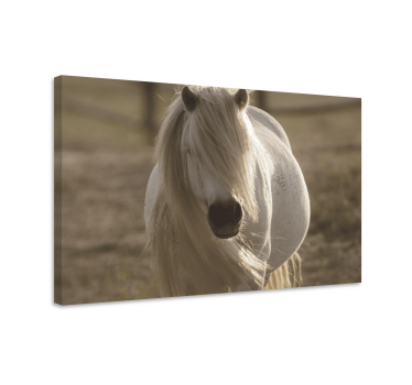 Andere dieren schilderij op canvas Wit gezicht paard - TenStickers