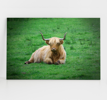 Canvas schilderij dieren hooglandrund rustend - TenStickers