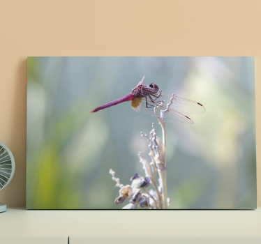 Canvas schilderij libellen elegante libel gezeten - TenStickers