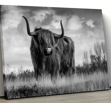 Zwart en wit hooglander canvas schilderij - TenStickers