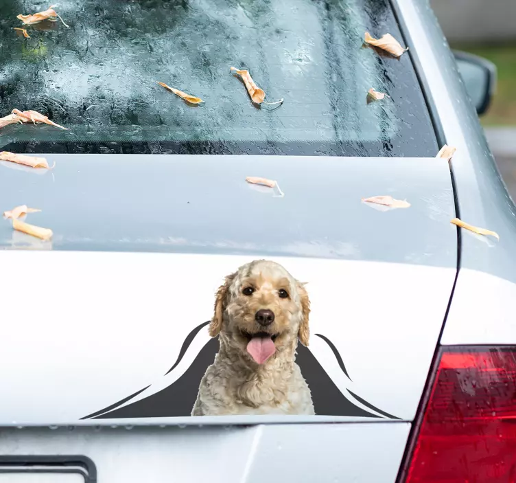 3D autosticker van Labradoodle - TenStickers