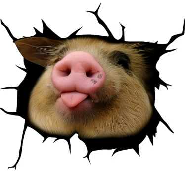 Autosticker grappig varkentje 3d - TenStickers