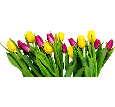 Raamsticker tulpen bloemen - TenStickers