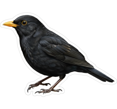 Raamsticker merel ontwerp - TenStickers