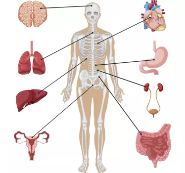 Muurstickers gezondheid lichaam met elementen - TenStickers