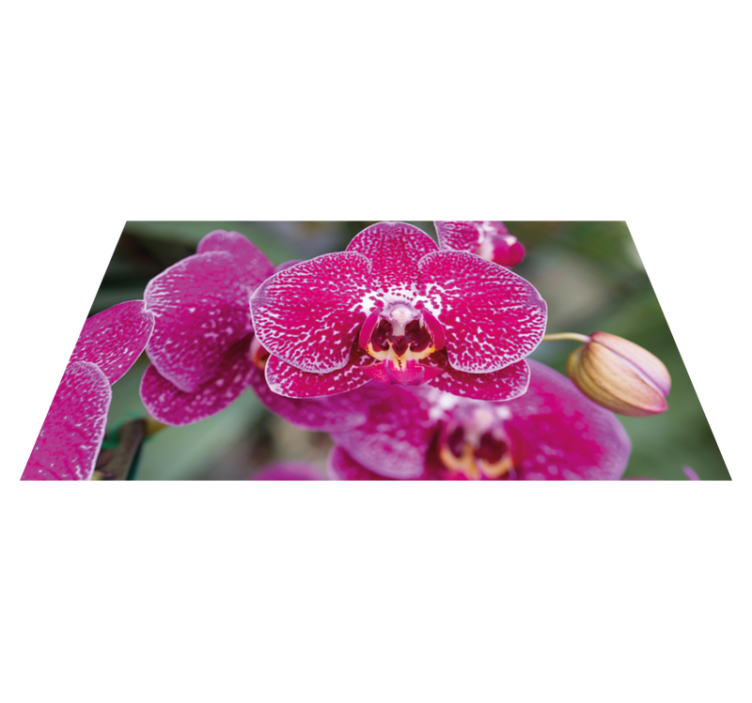 Levendige orchideeënbloesems vinyl tapijt bloemen en planten - TenStickers