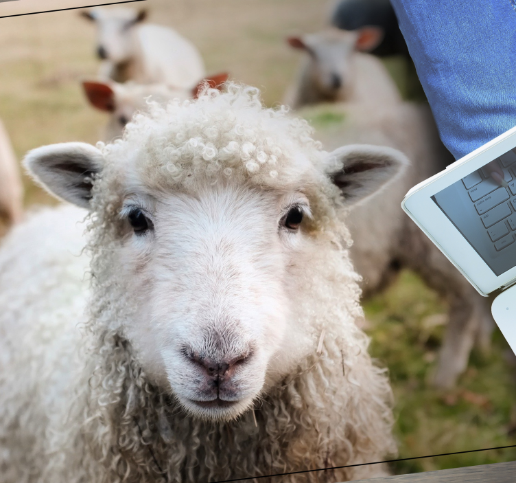 Krullend herdersgezicht dieren vinyl tapijt - TenStickers