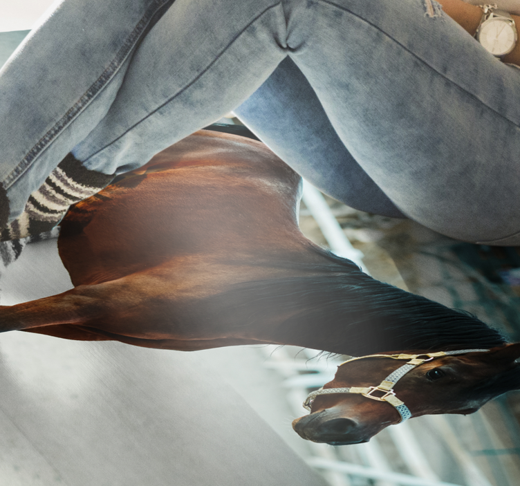 Majestueus paardenportret dieren vinyl tapijt - TenStickers