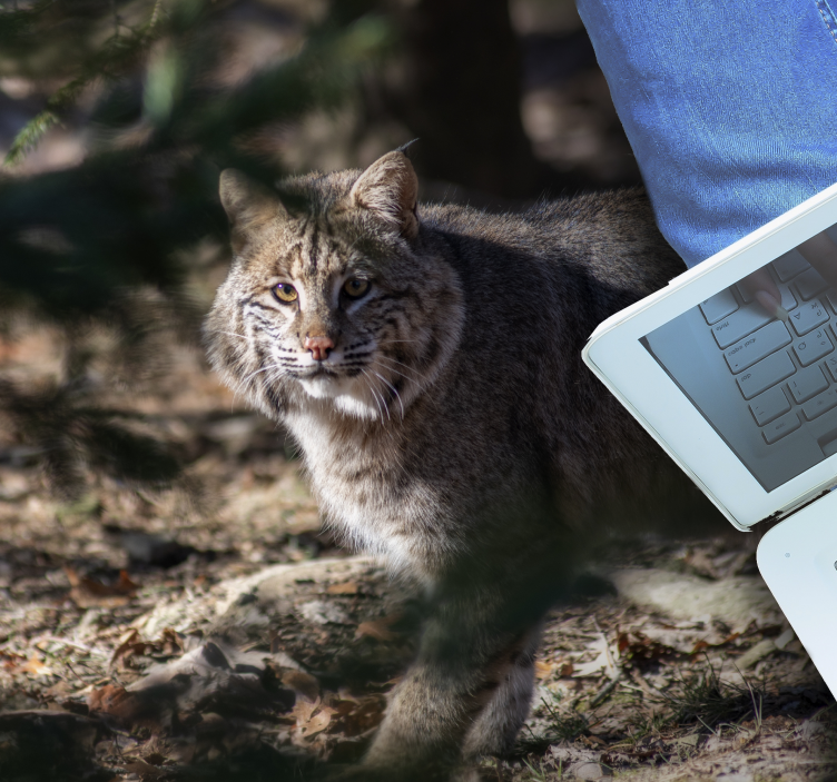 Scène met wilde kat dieren vinyl tapijt - TenStickers