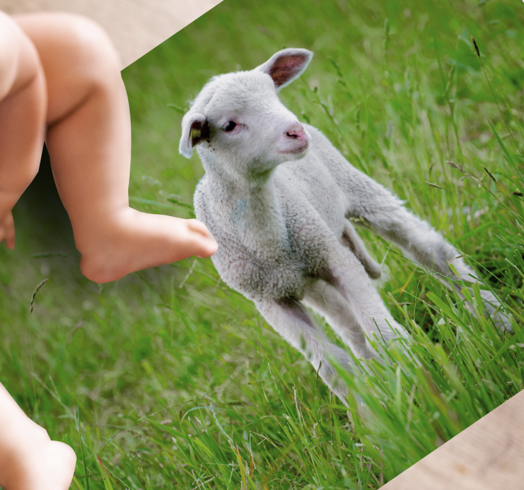 Lammetje staand dieren vinyl tapijt - TenStickers