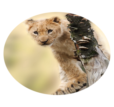 Vinyl vloerkleed dieren Dierlijke schattige tijger - TenStickers