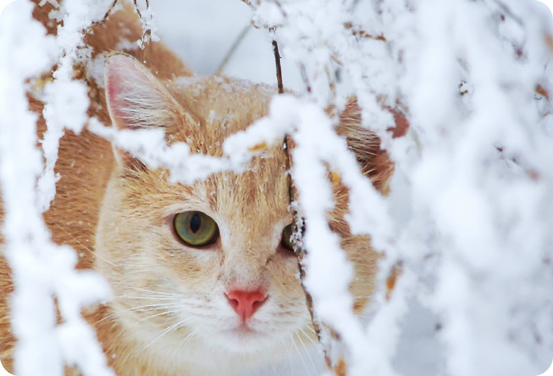 Dieren vinyl tapijt kat met stalactiet - TenStickers