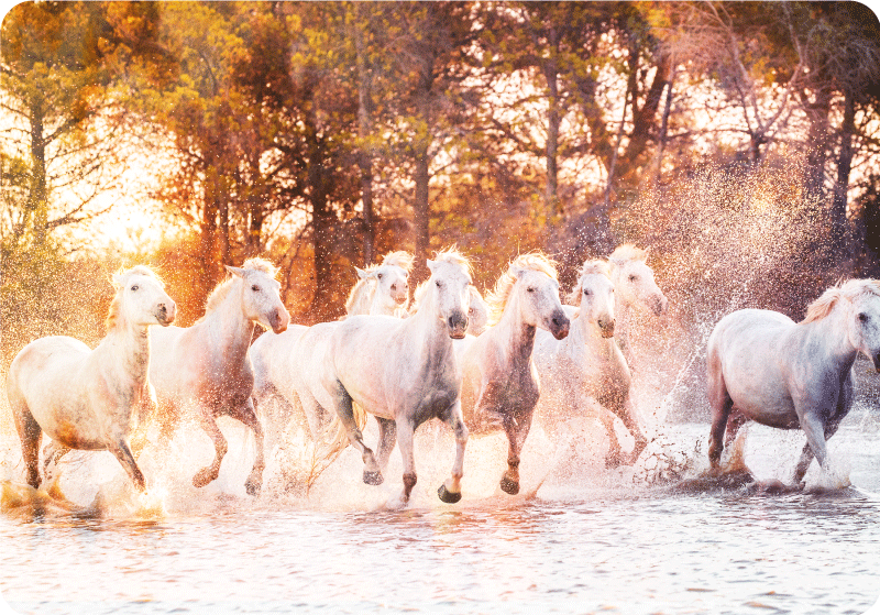 Dieren vinyl tapijt wilde paarden warme zonsondergang - TenStickers