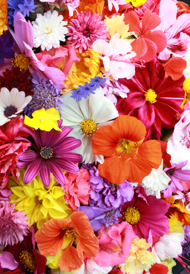 Vinyl tapijt bloemen en planten volop kleurige bloemen - TenStickers