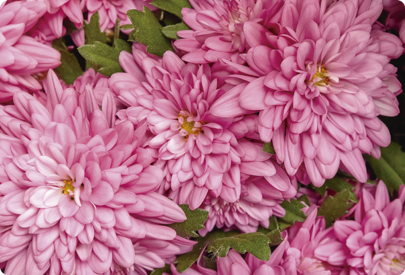 Vinyl tapijt bloemen en planten roze bloeiende lente - TenStickers