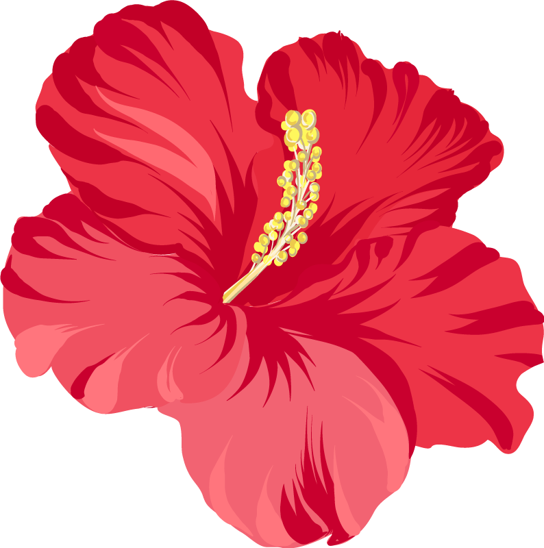 Vinyl tapijt bloemen en planten rode hibiscus kit - TenStickers