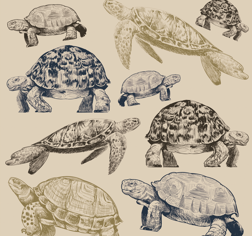 Vinyl tapijt slaapkamer schildpadden beige achtergrond - TenStickers